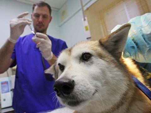 Более 370 миллионов животных вакцинировали в Подмосковье с начала года | Новости Московской области | Новости Подмосковья 