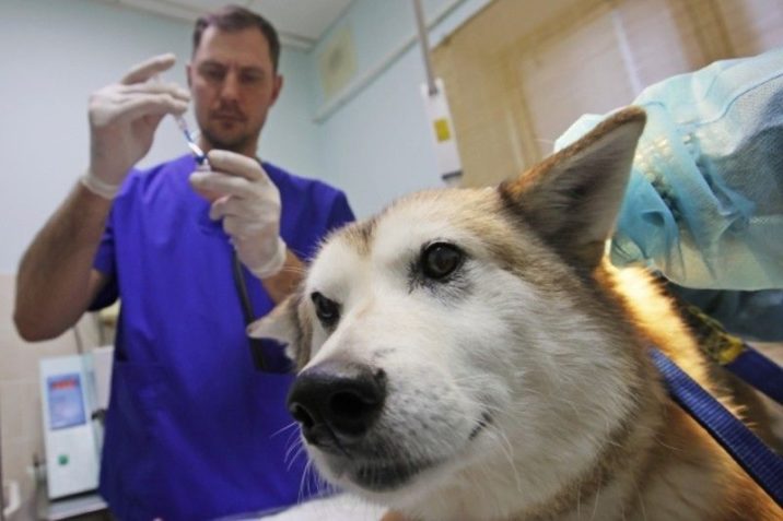Более 370 миллионов животных вакцинировали в Подмосковье с начала года | Новости Московской области | Подмосковья 
