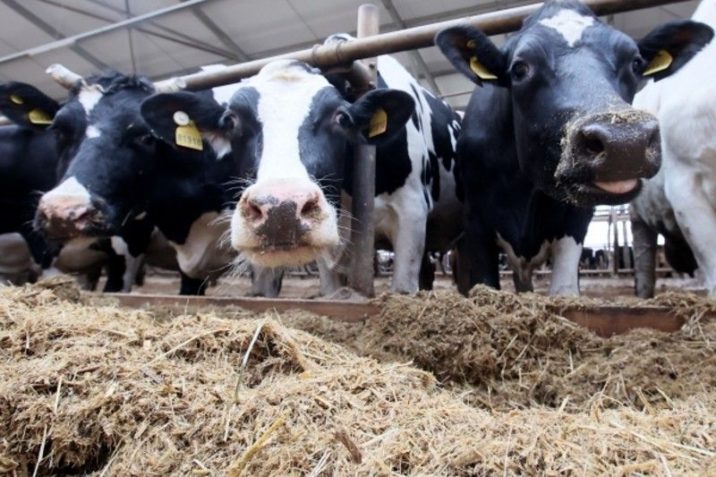 Число хозяйств с высокопродуктивными молочными коровами увеличится в Подмосковье | Новости Московской области | Подмосковья 