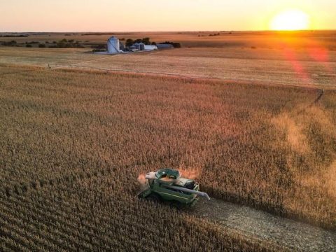 На 38% выросла урожайность зерновых культур в Подмосковье в этом году | Новости Московской области | Новости Подмосковья 