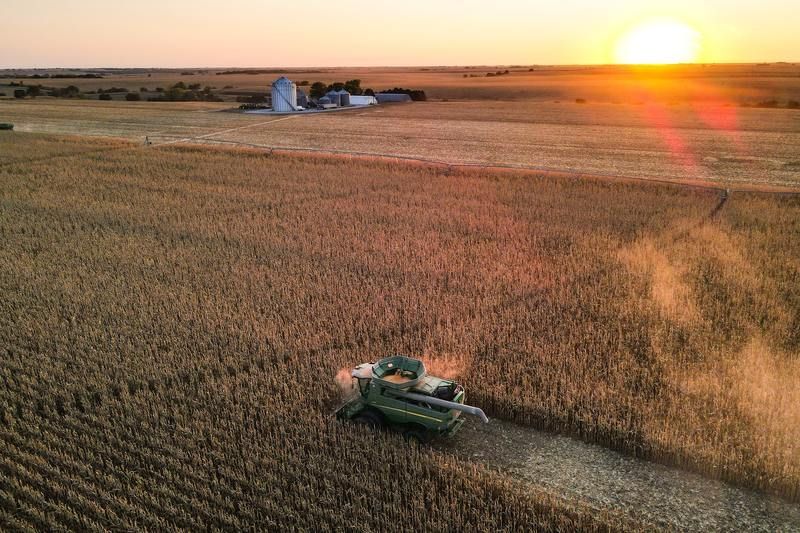 На 38% выросла урожайность зерновых культур в Подмосковье в этом году | Новости Московской области | Подмосковья 
