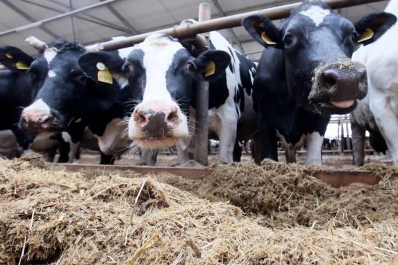 Около 900 тысяч тонн грубых кормов заготовили для рогатого скота в Подмосковье | Новости Московской области | Подмосковья 