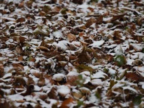 Первый снег зафиксировали на севере Подмосковья | Новости Московской области | Новости Подмосковья 
