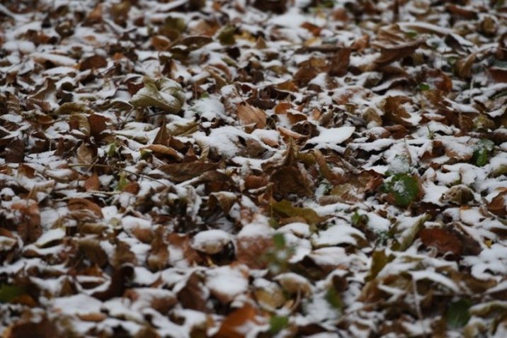 Первый снег зафиксировали на севере Подмосковья | Новости Московской области | Подмосковья 