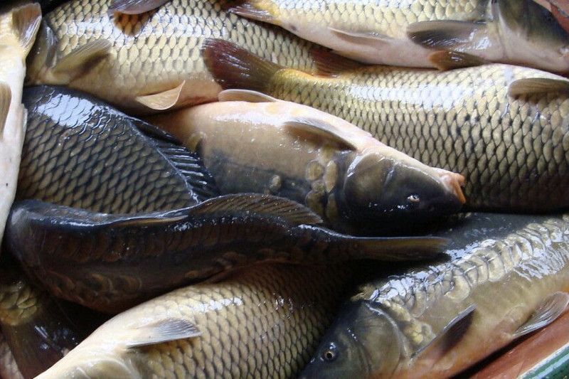 Производители Подмосковья экспортировали рыбу и морепродукты почти на 14 млн долларов | Новости Московской области | Подмосковья 