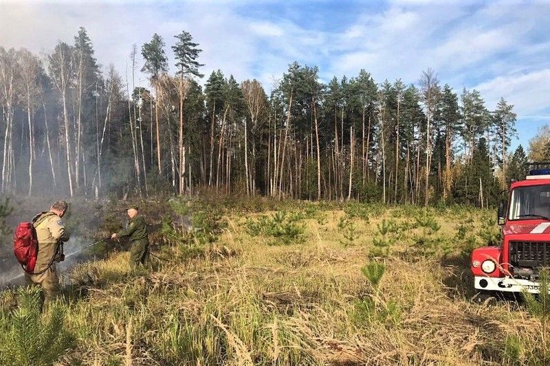 За выходные в Подмосковье ликвидирован один лесной пожар | Новости Московской области | Подмосковья 