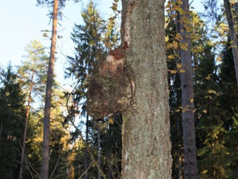 Необычайно крупные сувели нашли в лесах Подмосковья | Новости Московской области | Новости Подмосковья 