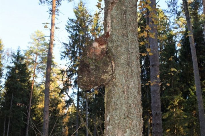 Необычайно крупные сувели нашли в лесах Подмосковья | Новости Московской области | Подмосковья 