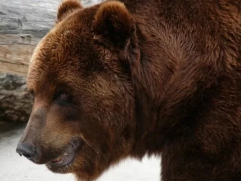 Жителей запада Подмосковья предупредили о появлении медведицы с медвежатами | Новости Московской области | Новости Подмосковья 