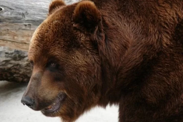 Жителей запада Подмосковья предупредили о появлении медведицы с медвежатами | Новости Московской области | Подмосковья 