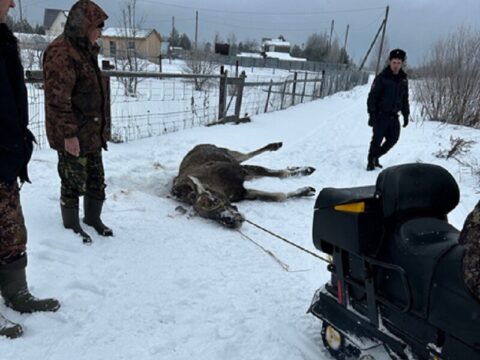 В Московской области браконьеры убили лося | Новости Московской области | Новости Подмосковья 