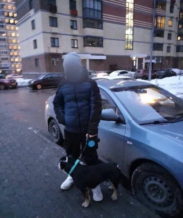 Собака искусала двух детей в Подмосковье | Новости Московской области | Новости Подмосковья 