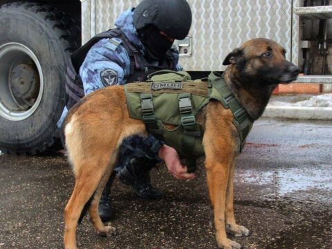 В Московской области собаки ОМОНа получили бронежилеты | Новости Московской области | Новости Подмосковья 