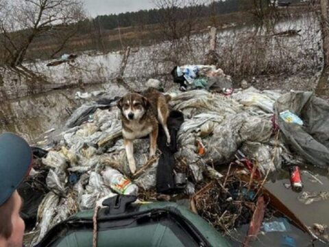 В Московской области спасатели помогают животным в условиях наводнения | Новости Московской области | Новости Подмосковья 