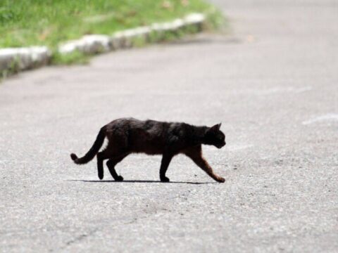 В Московской области черная кошка стала причиной ДТП | Новости Московской области | Новости Подмосковья 