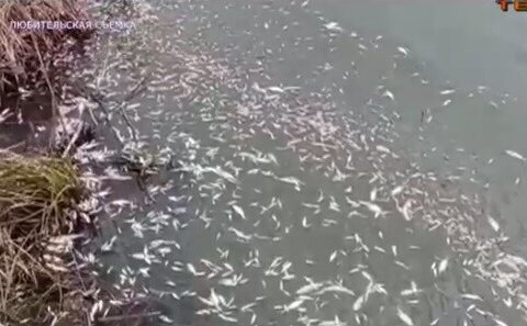 Скопление мертвой рыбы заметили на подмосковном озере | Новости Московской области | Новости Подмосковья 