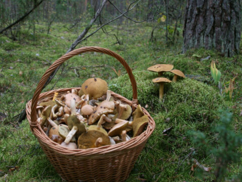 В Московской области грибник обнаружил в лесу скелет человека | Новости Московской области | Новости Подмосковья 