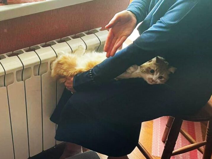 В Московской области спасатели вытащили кошку из батареи | Новости Московской области | Новости Подмосковья 