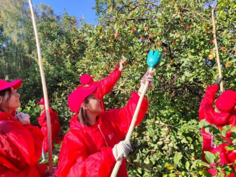 В Подмосковье добровольцы помогли собрать урожай яблок для детского дома | Новости Московской области | Новости Подмосковья 