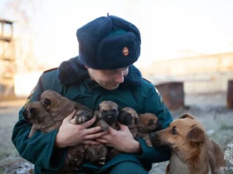 Собаку с щенками спасли при пожаре в Московской области | Новости Московской области | Новости Подмосковья 