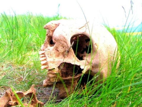 Ребёнок в Подмосковье нашёл скелет рядом со школой | Новости Московской области | Новости Подмосковья 