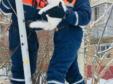В Московской области спасатели сняли с дерева кота | Новости Московской области | Новости Подмосковья 