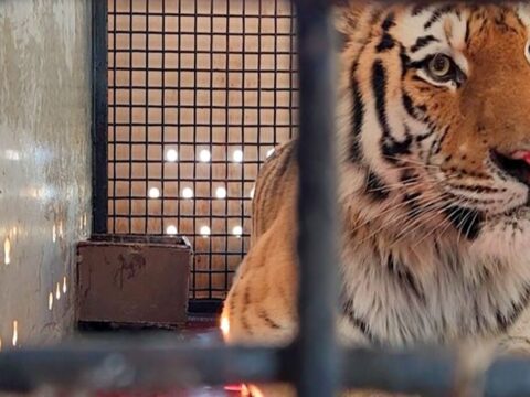 В Московской области на реабилитацию прибыл травмированный тигр | Новости Московской области | Новости Подмосковья 