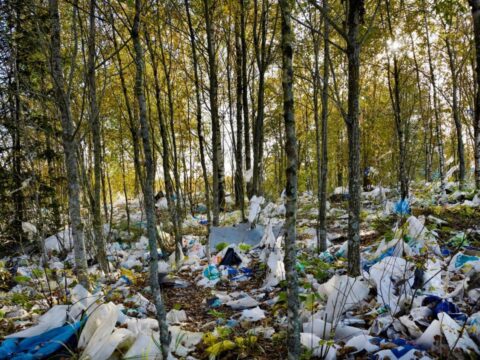 На уборку мусора в подмосковных лесах потратят около 190 млн рублей | Новости Московской области | Новости Подмосковья 