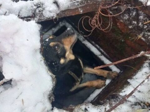 В Московской области спасли собаку, которая провалилась в открытый погреб | Новости Московской области | Новости Подмосковья 