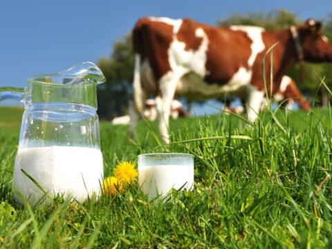 В Подмосковье один из крупнейших производителей молока может стать банкротом | Новости Московской области | Новости Подмосковья 