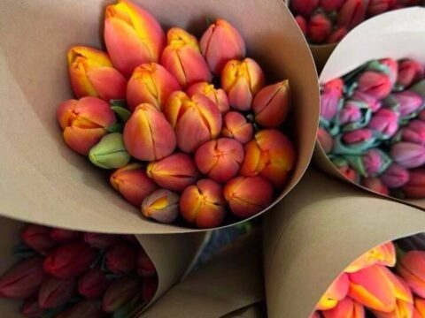 К 8 марта в Подмосковье вырастили более 17 миллионов цветов | Новости Московской области | Новости Подмосковья 