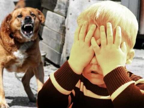 Уголовное дело возбудили в Московской области после нападения собаки на ребёнка | Новости Московской области | Новости Подмосковья 