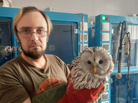 Дикую сову спасли подмосковные ветеринары | Новости Московской области | Новости Подмосковья 