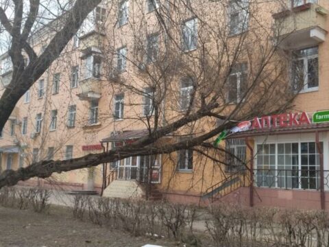 В Подмосковье поваленное ветром дерево упало на школьницу | Новости Московской области | Новости Подмосковья 