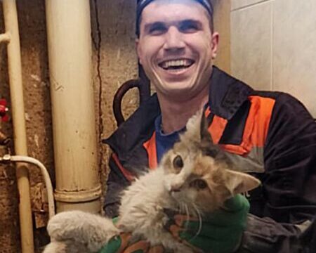 Подмосковные спасатели достали кошку с помощью отверстия в туалете | Новости Московской области | Новости Подмосковья 